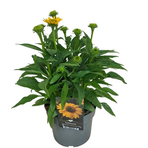 ECHINACEA SOMBRERO