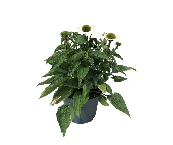 ECHINACEA SOMBRERO