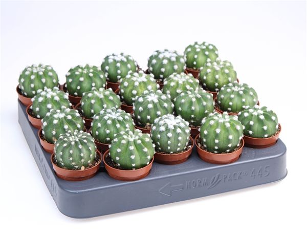 ECHINOPSIS DENUDATUM