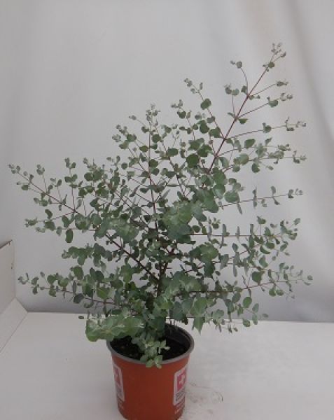 EUCALYPTUS ARCHERI