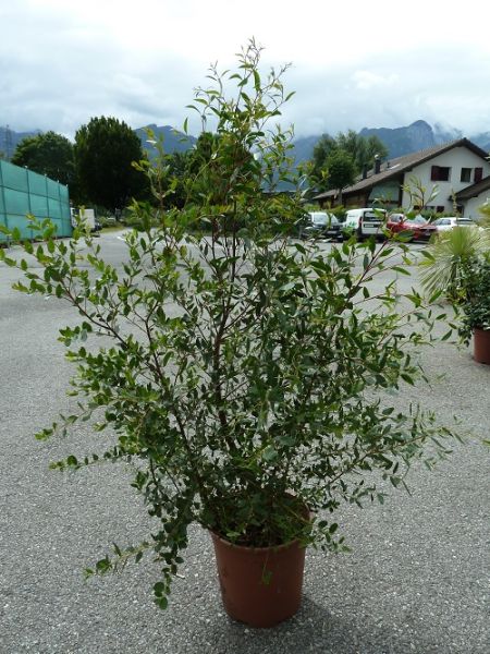 EUCALYPTUS LIGUSTRINA