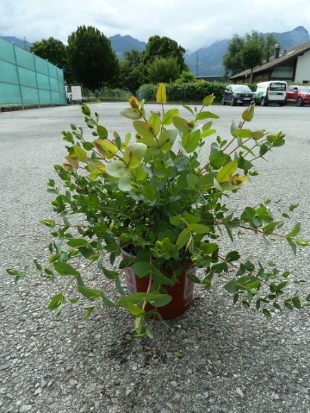 EUCALYPTUS PARVULA