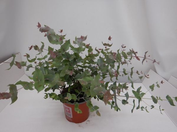 EUCALYPTUS RISDONII