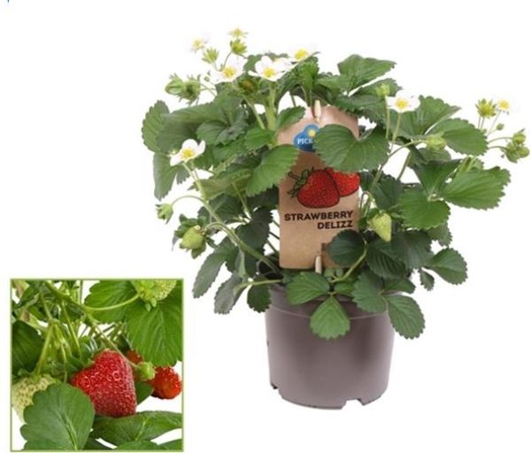 FRAGARIA