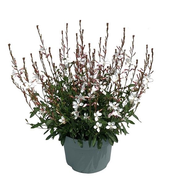GAURA LINDHEIMERI