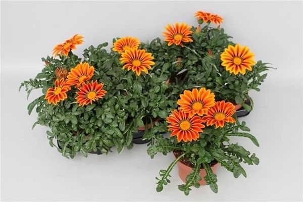 GAZANIA BIG KISS
