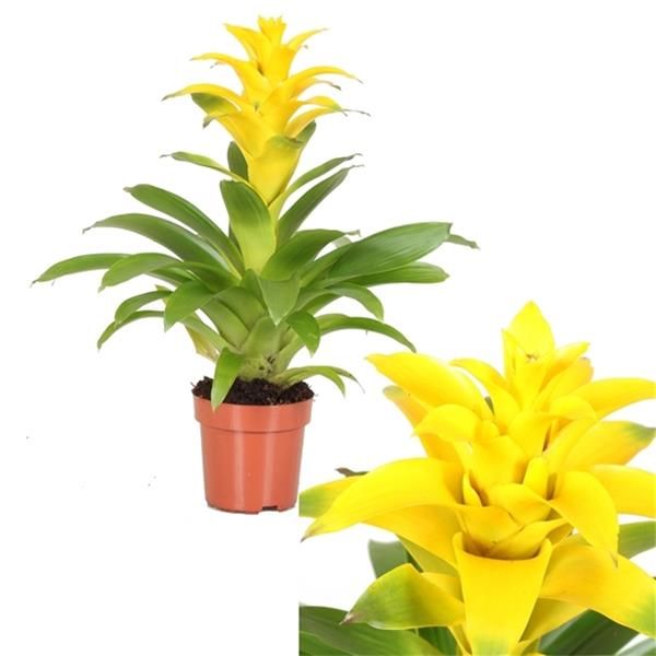 GUZMANNIA DIANA
