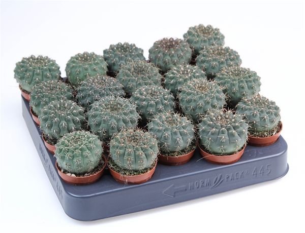 GYMNOCALYCIUM QUEHLANUM