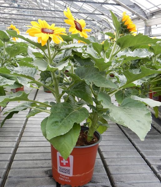 HELIANTHUS