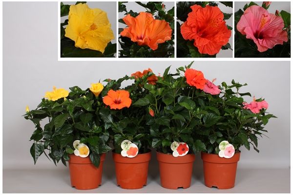 HIBISCUS ROSA-SINENSIS