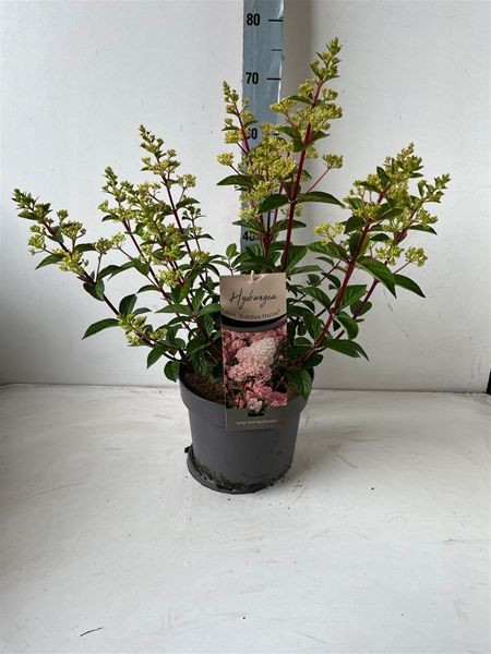 HYDRANGEA PANICULATA