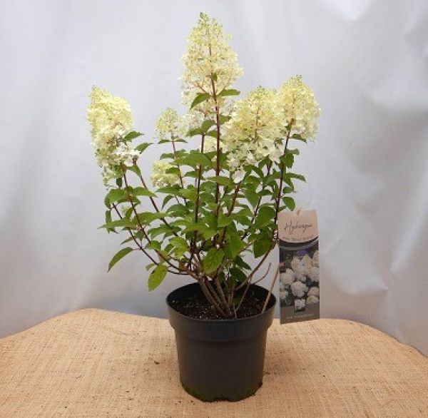 HYDRANGEA PANICULATA
