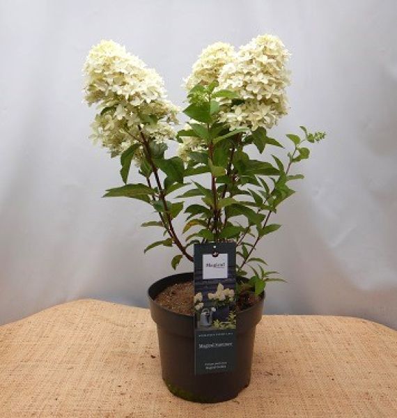 HYDRANGEA PANICULATA