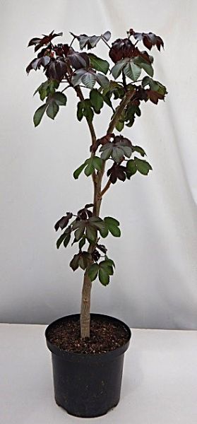 JATROPHA GOSSYPIIFOLIA -S