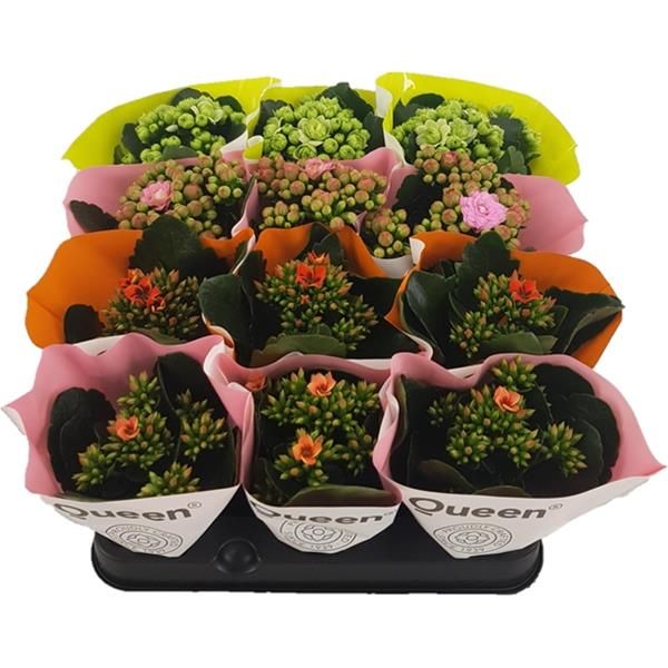 KALANCHOE CALANDIVA