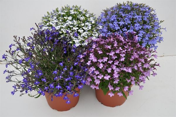 LOBELIA ERINUS MIX