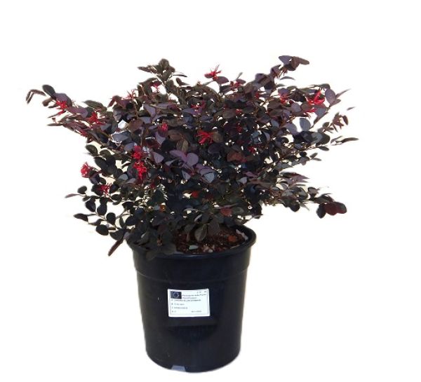 LOROPETALUM BLACK PEAL