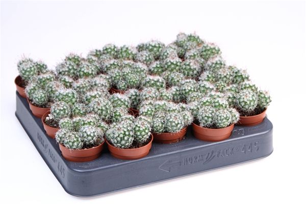 MAMMILLARIA BOMBYCINA