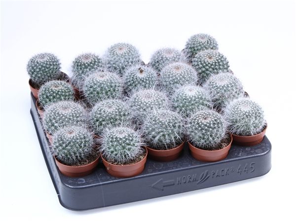 MAMMILLARIA HAHNIANA E