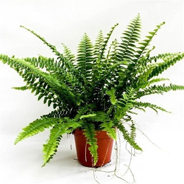 NEPHROLEPIS GREEN LADY
