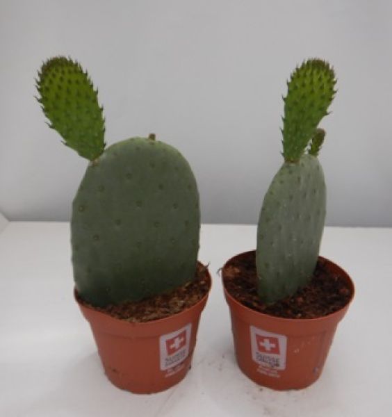 OPUNTIA FICUS INDICA