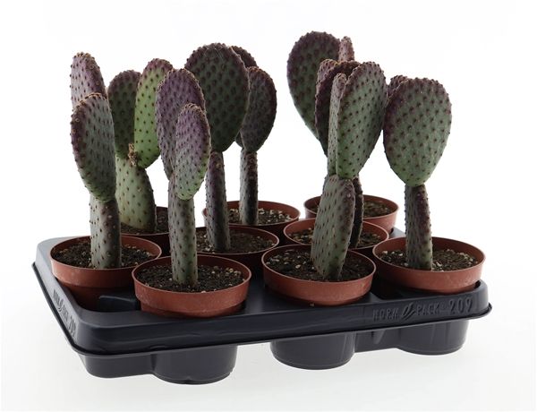 OPUNTIA MICRODASYS INDIGO