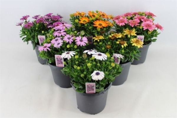 OSTEOSPERMUM