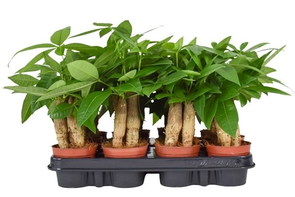 PACHIRA AQUATICA
