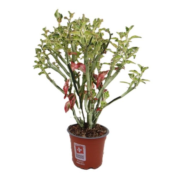 PEDILANTHUS TITHYMALOIDES