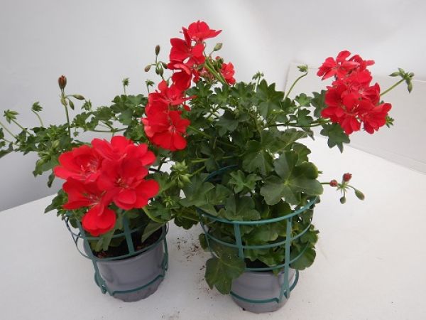 PELARGONIUM PELTATUM