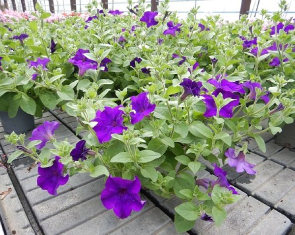 PETUNIA