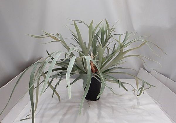 PLATYCERIUM VEITCHII -S