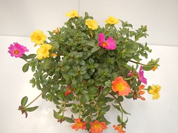 PORTULACA