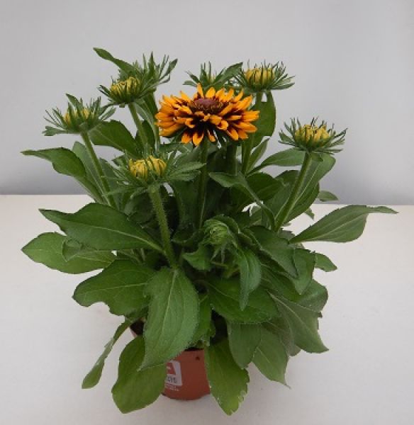 RUDBECKIA
