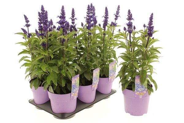 SALVIA DEEP OCEAN