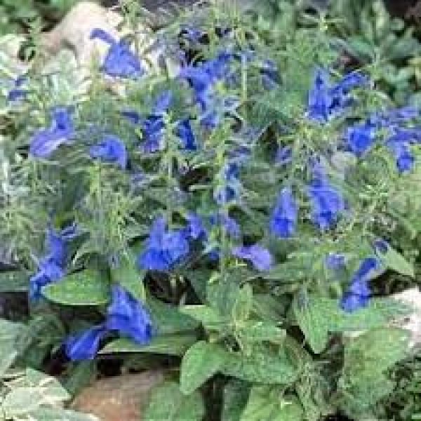 SALVIA PATENS