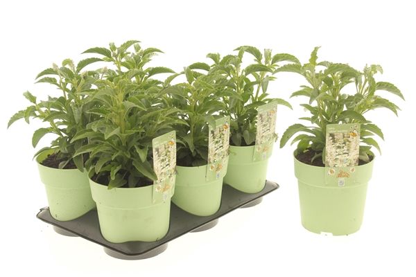 SALVIA SNOW WHITE