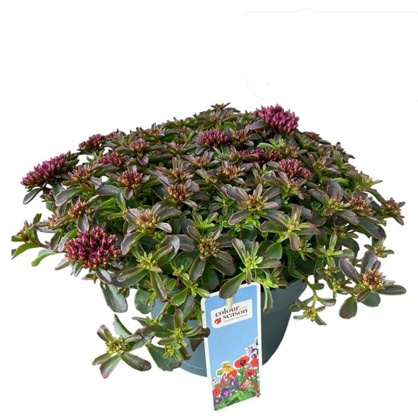 SEDUM SPOT ON PINK