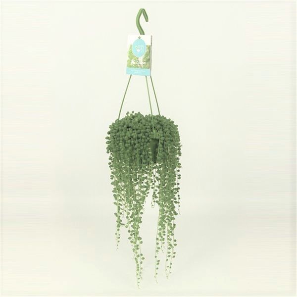 SENECIO ROWLEYANUS