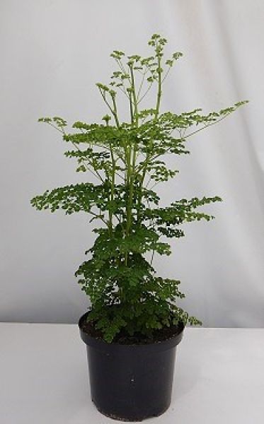 THALICTRUM SPLENDID WHITE