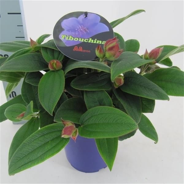 TIBOUCHINA