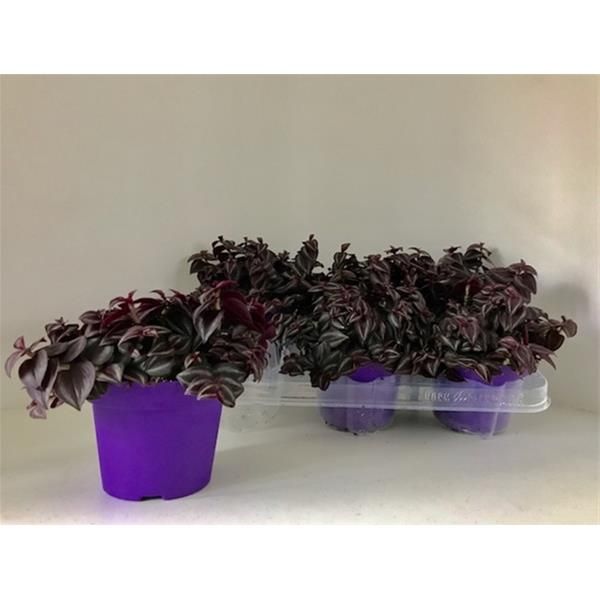 TRADESCANTIA PURPLE PASSION