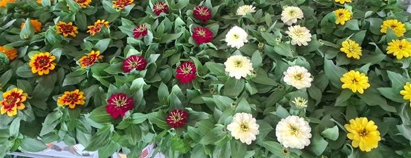 ZINNIA MAYLANDICA