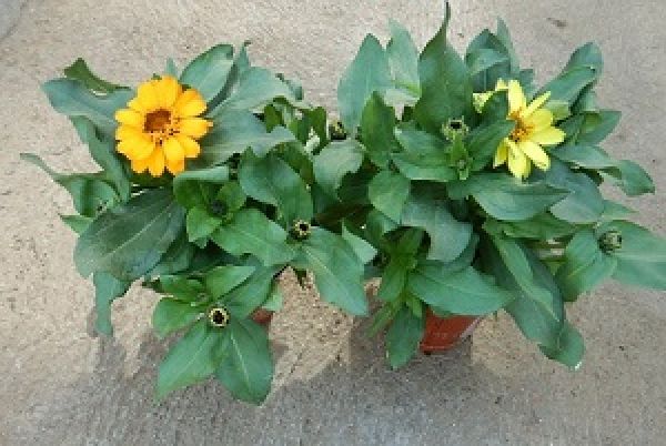 ZINNIA PROFUSION