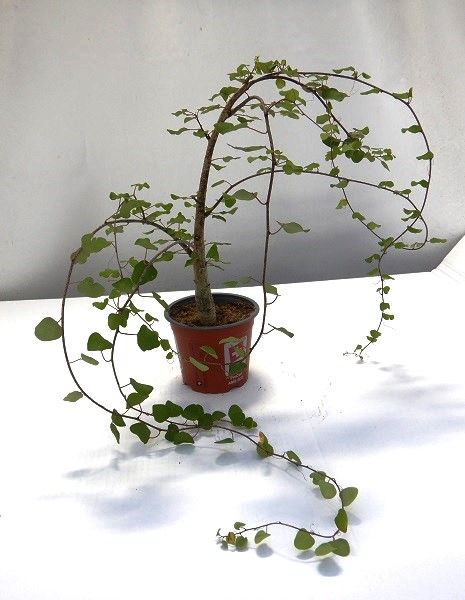 ADENIA CLADOSEPALA