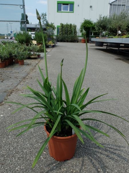 AGAPANTHUS
