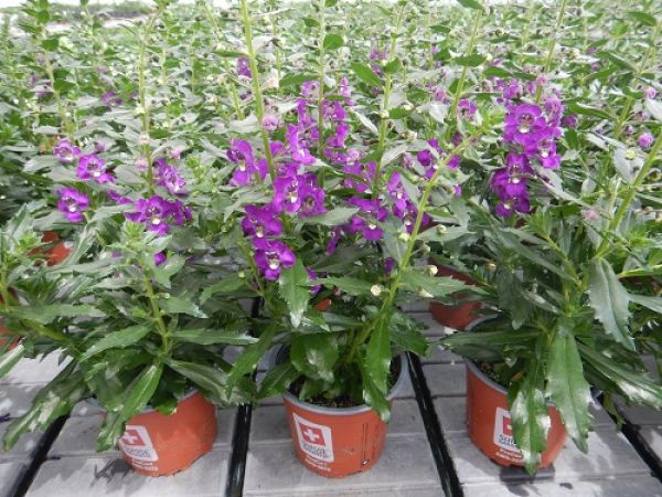 ANGELONIA