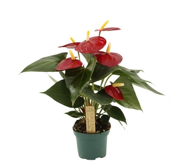 ANTHURIUM AROHA