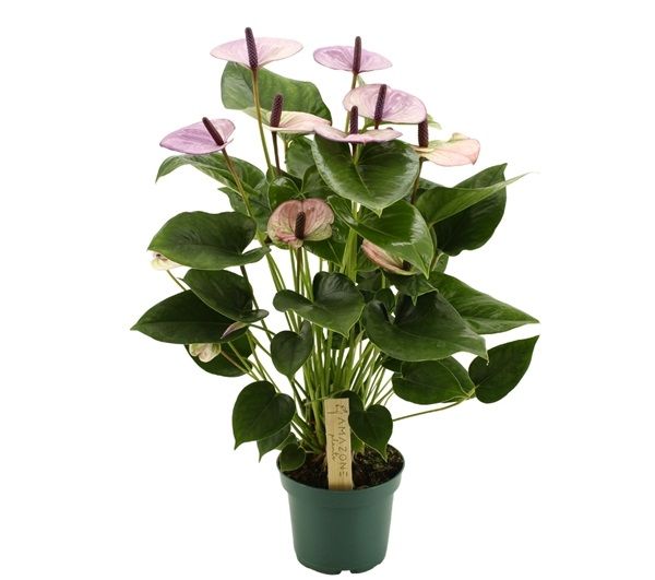 ANTHURIUM LAGUNA