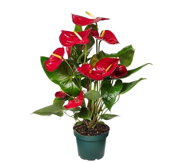 ANTHURIUM NEVADA